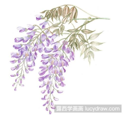 彩铅画紫藤花的画法