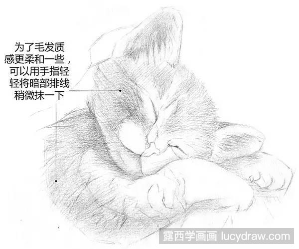 素描教程：如何画猫咪