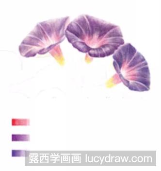 紫色牵牛花彩铅教程图解