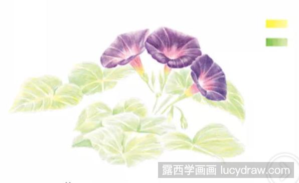 紫色牵牛花彩铅教程图解