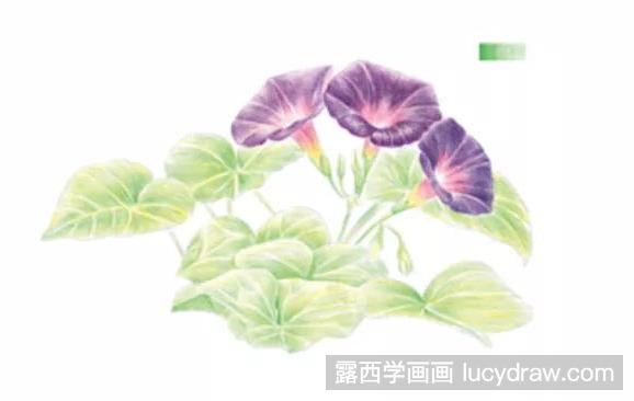 紫色牵牛花彩铅教程图解