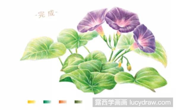 紫色牵牛花彩铅教程图解