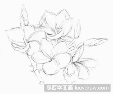 钢笔画教程：怎么画鸡蛋花