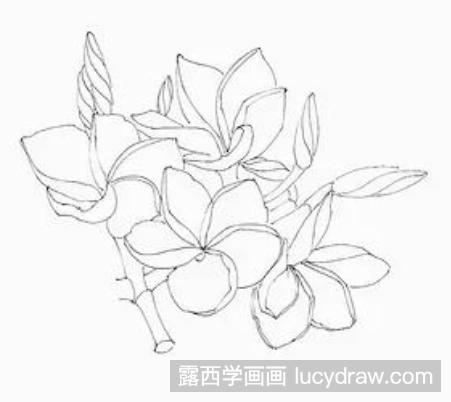 钢笔画教程：怎么画鸡蛋花