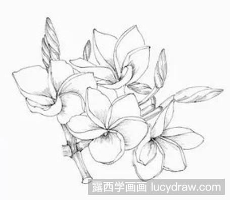 钢笔画教程：怎么画鸡蛋花