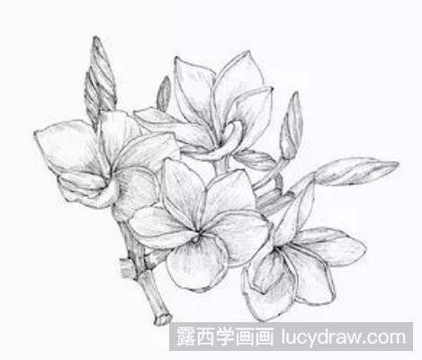 钢笔画教程：怎么画鸡蛋花