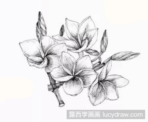 钢笔画教程：怎么画鸡蛋花