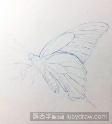 怎么用彩铅画蝴蝶?