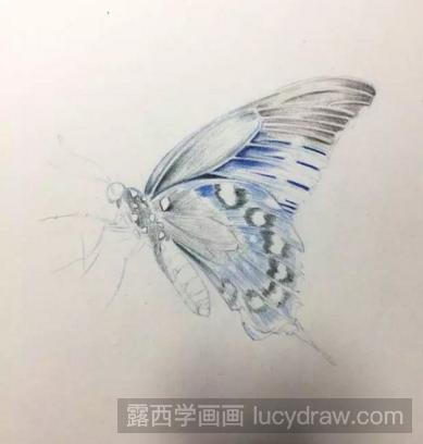 怎么用彩铅画蝴蝶?