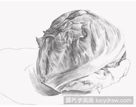 素描教程：怎么画圆生菜