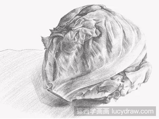 素描教程：怎么画圆生菜