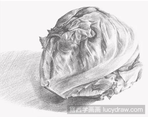 素描教程：怎么画圆生菜