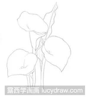 钢笔画教程：怎么画海芋