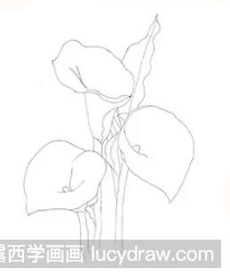 钢笔画教程：怎么画海芋