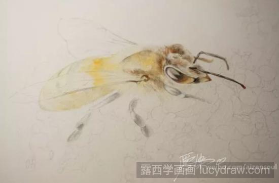 水彩画教程：怎么画蜜蜂