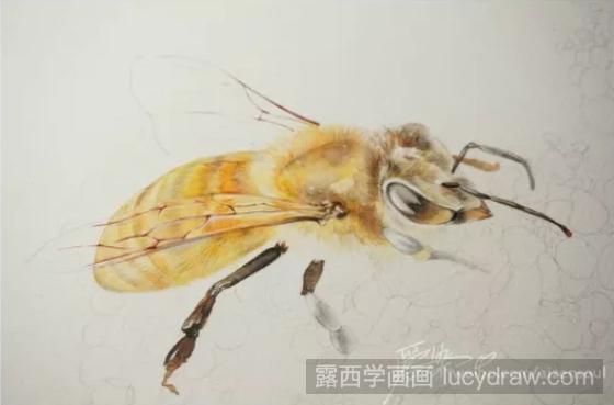 水彩画教程：怎么画蜜蜂