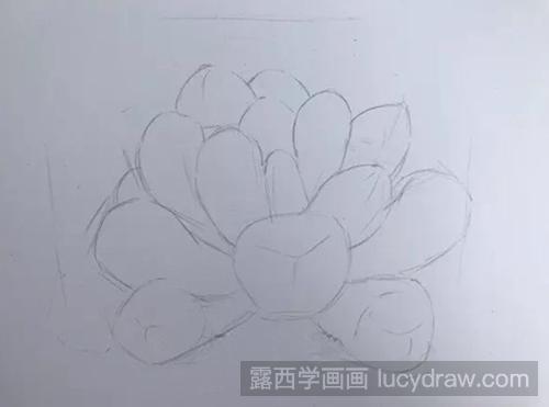 多肉—玉露彩铅画教程