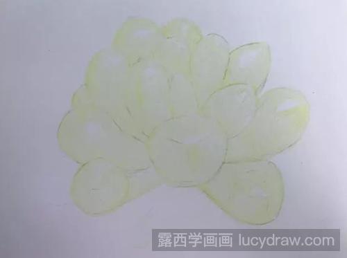 多肉—玉露彩铅画教程