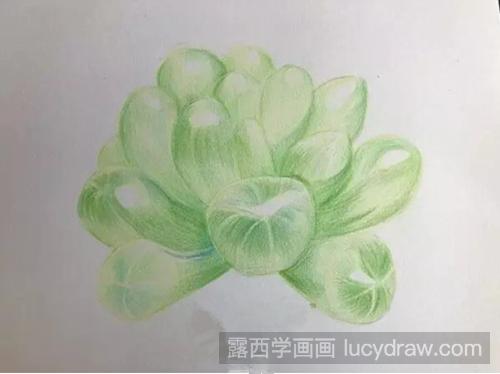 多肉—玉露彩铅画教程