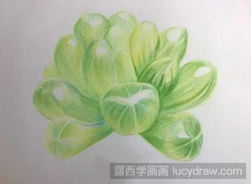 多肉—玉露彩铅画教程