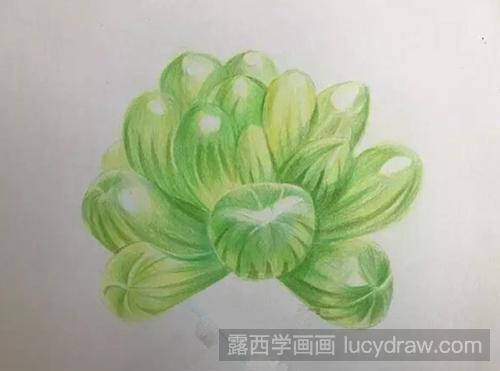 多肉—玉露彩铅画教程