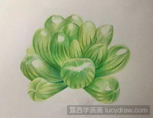 多肉—玉露彩铅画教程