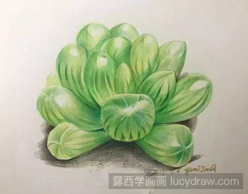 多肉—玉露彩铅画教程