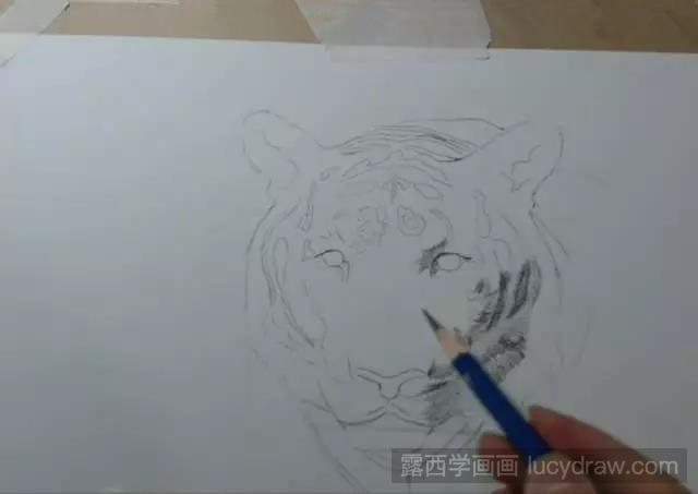 毛发处理教程：老虎素描教程