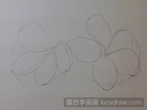 彩铅画鸡蛋花步骤教程