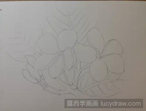 彩铅画鸡蛋花步骤教程