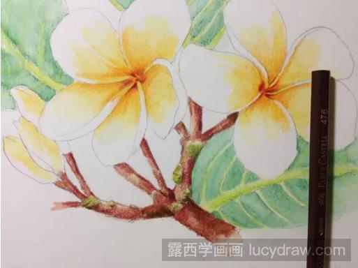 彩铅画鸡蛋花步骤教程