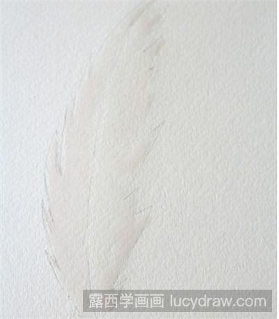 水彩画教程：羽毛怎么画