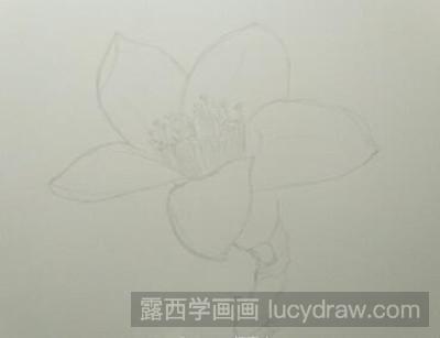 彩铅画教程：红彤彤的木棉花