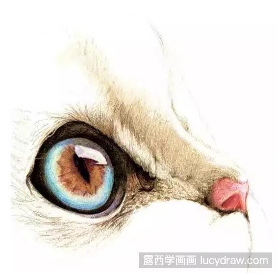 小萌猫彩铅画教程