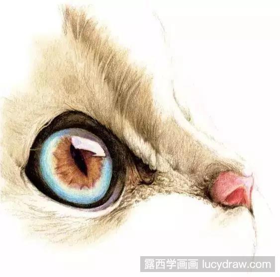 小萌猫彩铅画教程