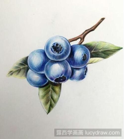 蓝莓彩铅画教程