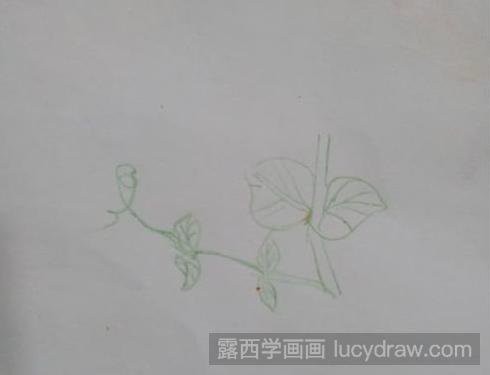 彩铅画教程：豌豆角怎么画