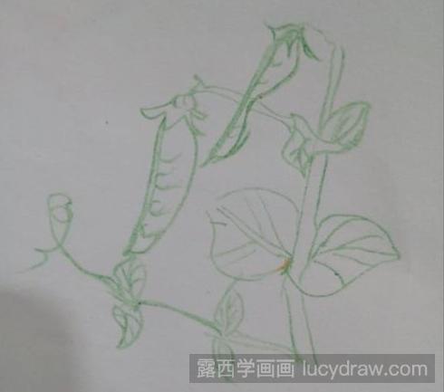 彩铅画教程：豌豆角怎么画