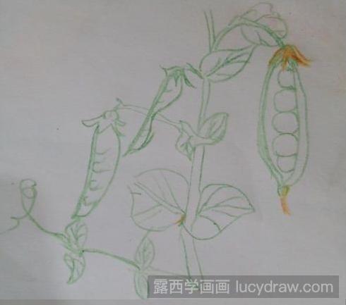 彩铅画教程：豌豆角怎么画