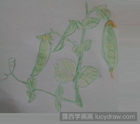 彩铅画教程：豌豆角怎么画