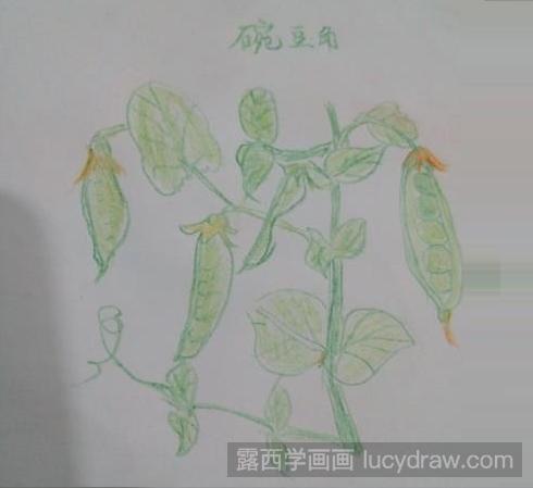 彩铅画教程：豌豆角怎么画