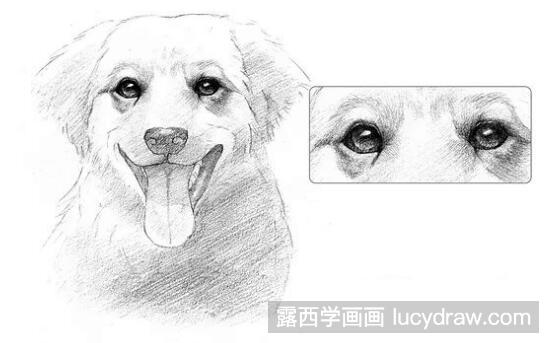 素描教程：怎么画可爱狗狗