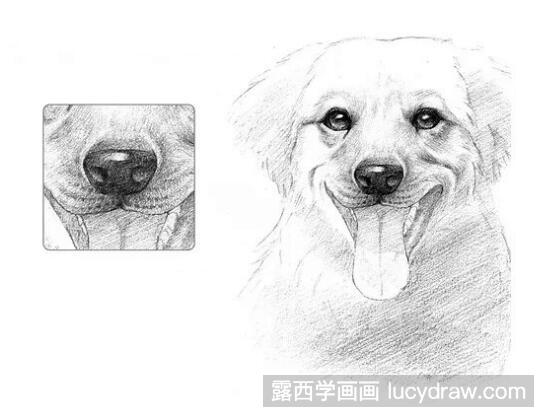 素描教程：怎么画可爱狗狗