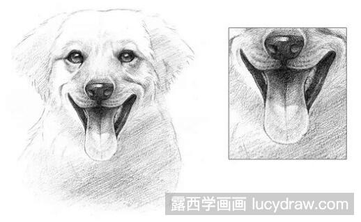 素描教程：怎么画可爱狗狗