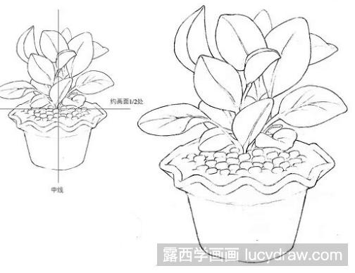 素描教程：怎么画绿植