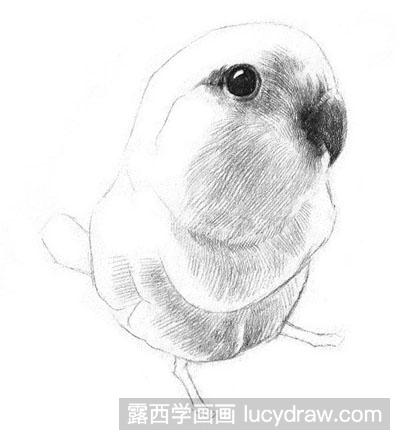 素描教程：鹦鹉绘画步骤