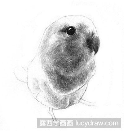素描教程：鹦鹉绘画步骤