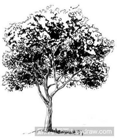 钢笔画教程：怎样画一棵树