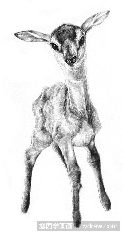 素描教程：小鹿的画法步骤