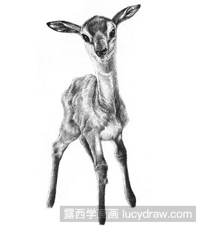 素描教程：小鹿的画法步骤
